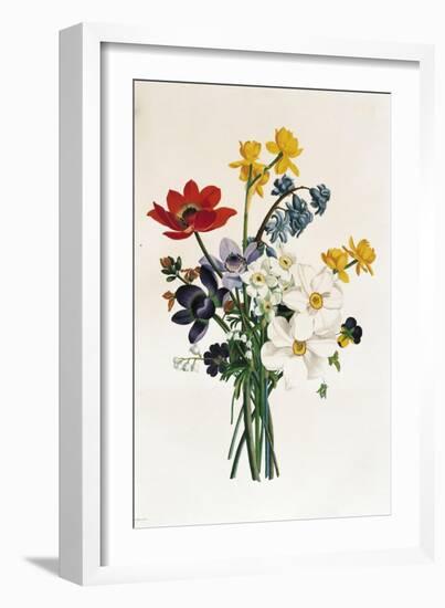 Bouquet of Narcissi and Anemone-Jean Louis Prevost-Framed Giclee Print