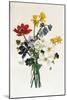 Bouquet of Narcissi and Anemone-Jean Louis Prevost-Mounted Giclee Print