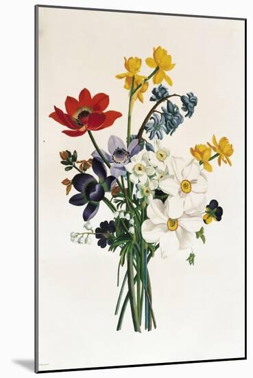 Bouquet of Narcissi and Anemone-Jean Louis Prevost-Mounted Giclee Print