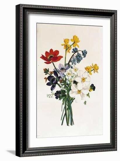 Bouquet of Narcissi and Anemone-Jean Louis Prevost-Framed Giclee Print