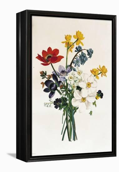 Bouquet of Narcissi and Anemone-Jean Louis Prevost-Framed Premier Image Canvas