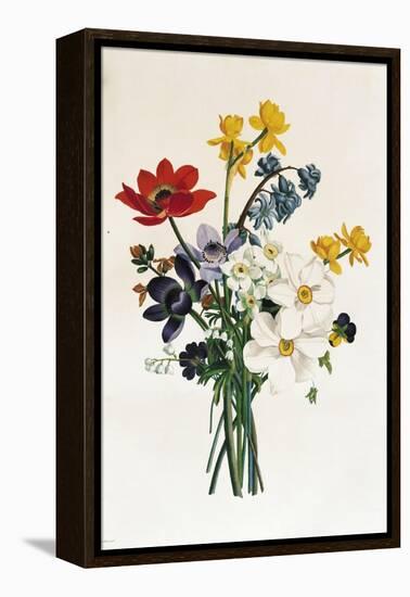 Bouquet of Narcissi and Anemone-Jean Louis Prevost-Framed Premier Image Canvas