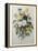 Bouquet of Pansies-Pierre-Joseph Redoute-Framed Stretched Canvas