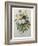 Bouquet of Pansies-Pierre-Joseph Redoute-Framed Art Print