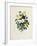 Bouquet of Pansies-Pierre-Joseph Redouté-Framed Giclee Print