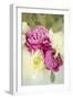 Bouquet of Peonies-Karyn Millet-Framed Photographic Print