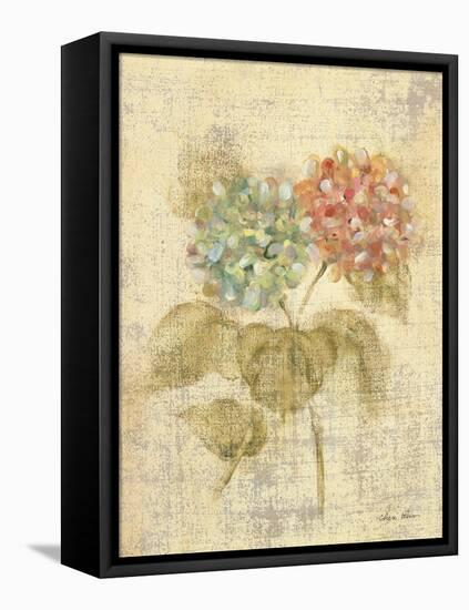 Bouquet of Pink Hydrangea-Cheri Blum-Framed Stretched Canvas