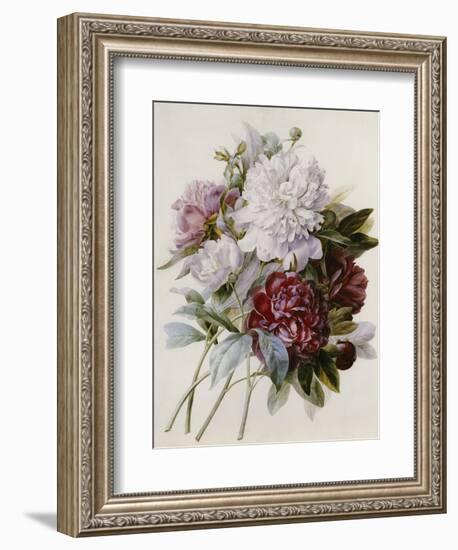 Bouquet of Red, Purple and White Peonies-Pierre Joseph Redouté-Framed Giclee Print