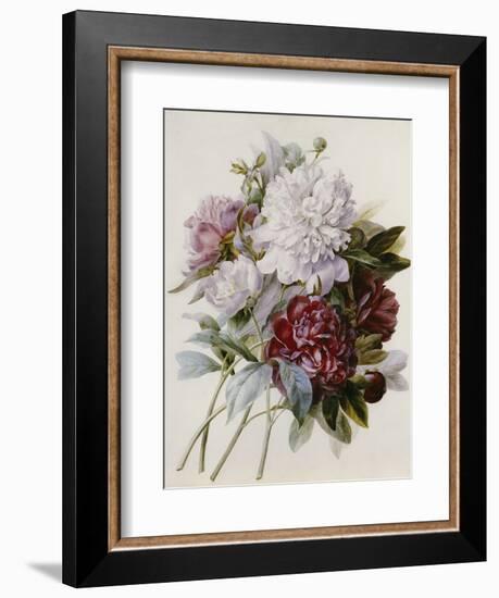 Bouquet of Red, Purple and White Peonies-Pierre Joseph Redouté-Framed Giclee Print