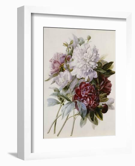 Bouquet of Red, Purple and White Peonies-Pierre Joseph Redouté-Framed Giclee Print