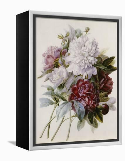 Bouquet of Red, Purple and White Peonies-Pierre Joseph Redouté-Framed Premier Image Canvas