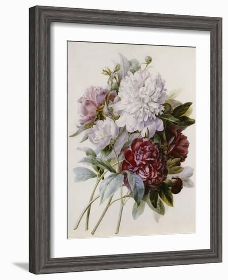 Bouquet of Red, Purple and White Peonies-Pierre Joseph Redouté-Framed Giclee Print