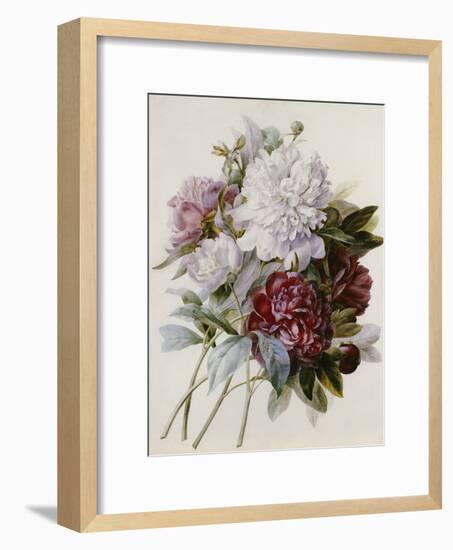 Bouquet of Red, Purple and White Peonies-Pierre Joseph Redouté-Framed Giclee Print