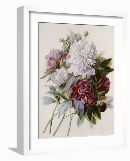 Bouquet of Red, Purple and White Peonies-Pierre Joseph Redouté-Framed Giclee Print