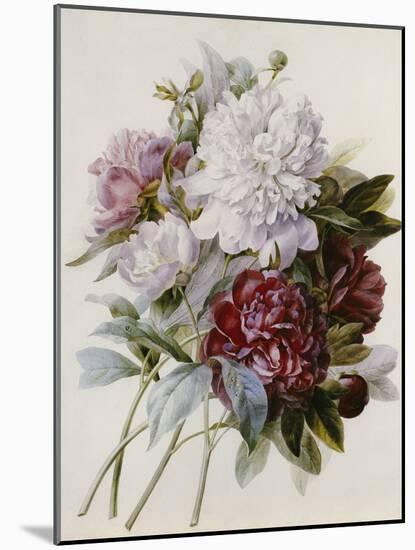 Bouquet of Red, Purple and White Peonies-Pierre Joseph Redouté-Mounted Giclee Print