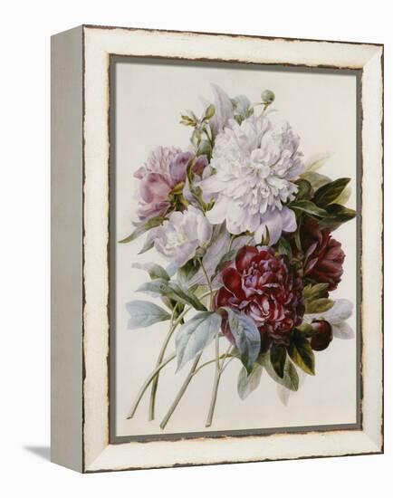 Bouquet of Red, Purple and White Peonies-Pierre Joseph Redouté-Framed Premier Image Canvas