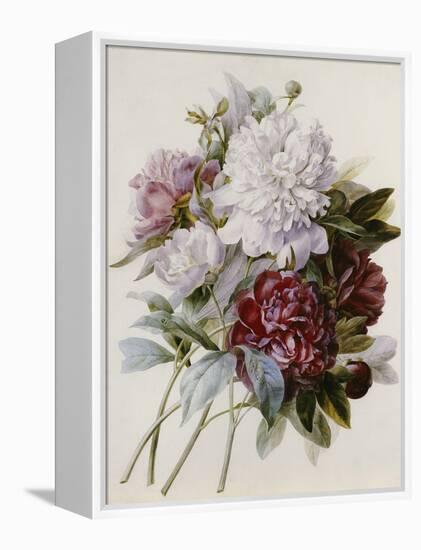 Bouquet of Red, Purple and White Peonies-Pierre Joseph Redouté-Framed Premier Image Canvas