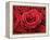 Bouquet of Red Roses-Owen Franken-Framed Premier Image Canvas