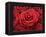 Bouquet of Red Roses-Owen Franken-Framed Premier Image Canvas