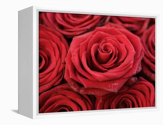 Bouquet of Red Roses-Owen Franken-Framed Premier Image Canvas