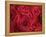 Bouquet of Red Roses-Clive Nichols-Framed Premier Image Canvas