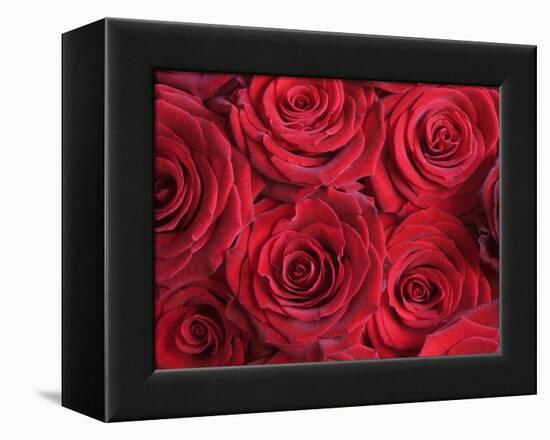 Bouquet of Red Roses-Clive Nichols-Framed Premier Image Canvas