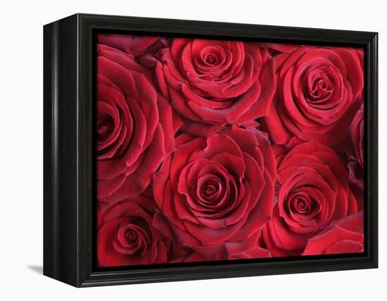 Bouquet of Red Roses-Clive Nichols-Framed Premier Image Canvas