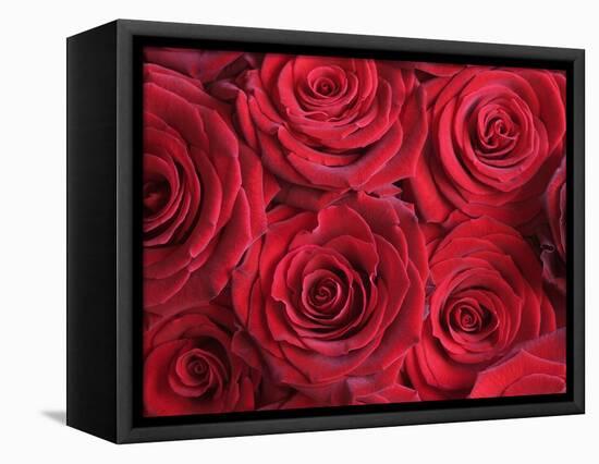 Bouquet of Red Roses-Clive Nichols-Framed Premier Image Canvas