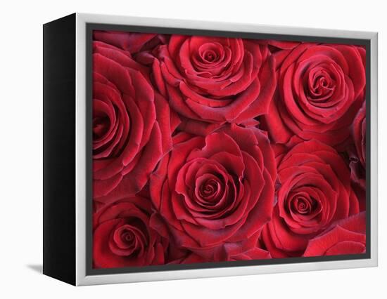 Bouquet of Red Roses-Clive Nichols-Framed Premier Image Canvas