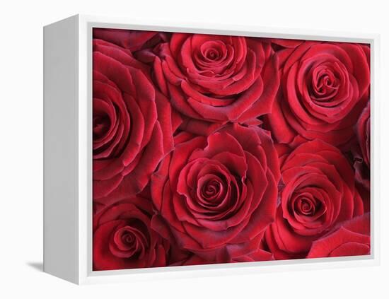 Bouquet of Red Roses-Clive Nichols-Framed Premier Image Canvas