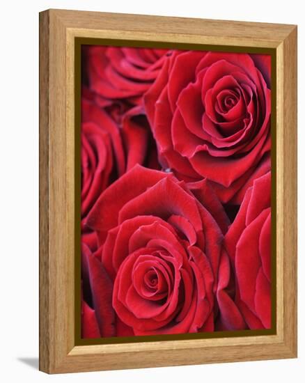 Bouquet of Red Roses-Clive Nichols-Framed Premier Image Canvas