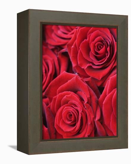 Bouquet of Red Roses-Clive Nichols-Framed Premier Image Canvas