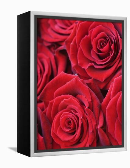 Bouquet of Red Roses-Clive Nichols-Framed Premier Image Canvas