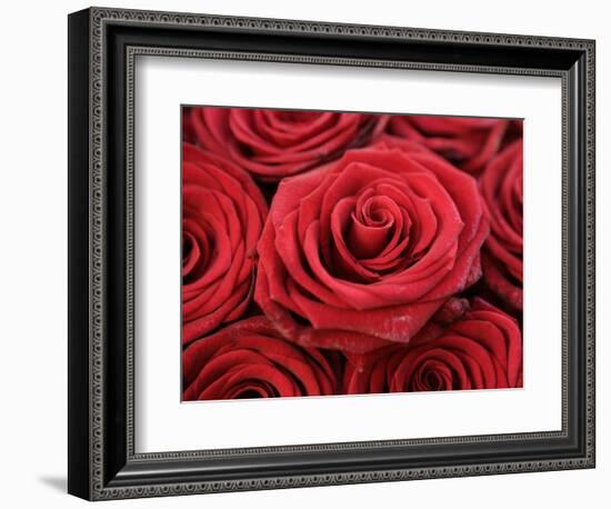 Bouquet of Red Roses-Owen Franken-Framed Photographic Print