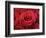 Bouquet of Red Roses-Owen Franken-Framed Photographic Print