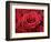 Bouquet of Red Roses-Owen Franken-Framed Photographic Print