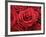 Bouquet of Red Roses-Owen Franken-Framed Photographic Print