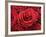 Bouquet of Red Roses-Owen Franken-Framed Photographic Print