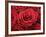 Bouquet of Red Roses-Owen Franken-Framed Photographic Print