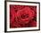 Bouquet of Red Roses-Owen Franken-Framed Photographic Print