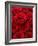 Bouquet of Red Roses-Owen Franken-Framed Photographic Print