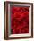 Bouquet of Red Roses-Owen Franken-Framed Photographic Print