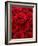 Bouquet of Red Roses-Owen Franken-Framed Photographic Print