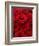 Bouquet of Red Roses-Owen Franken-Framed Photographic Print