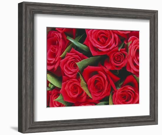 Bouquet of Red Roses-Clive Nichols-Framed Photographic Print