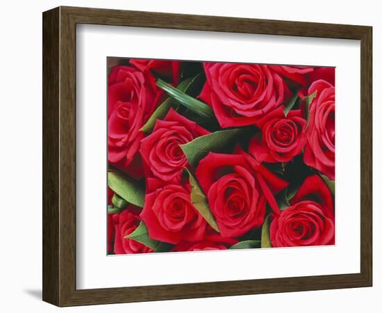 Bouquet of Red Roses-Clive Nichols-Framed Photographic Print