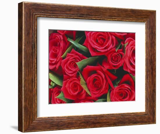 Bouquet of Red Roses-Clive Nichols-Framed Photographic Print