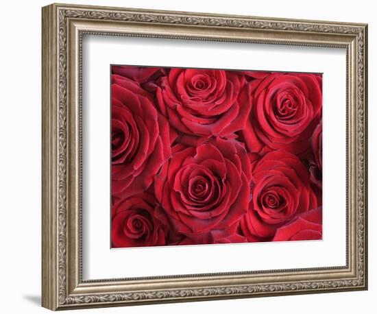 Bouquet of Red Roses-Clive Nichols-Framed Photographic Print