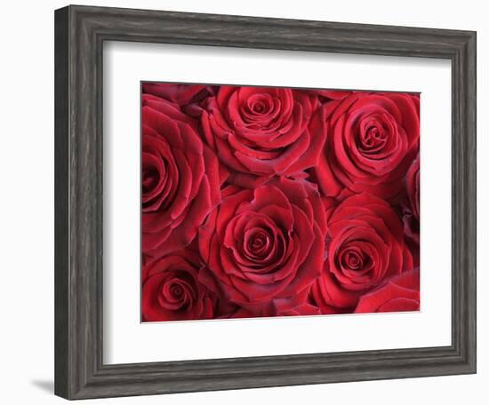 Bouquet of Red Roses-Clive Nichols-Framed Photographic Print