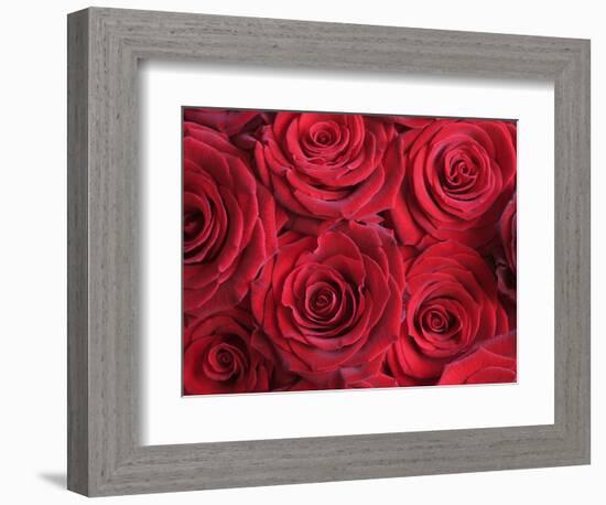 Bouquet of Red Roses-Clive Nichols-Framed Photographic Print